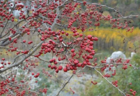 Autumn - photo, photography, tree, nature, bulgaria, autumn