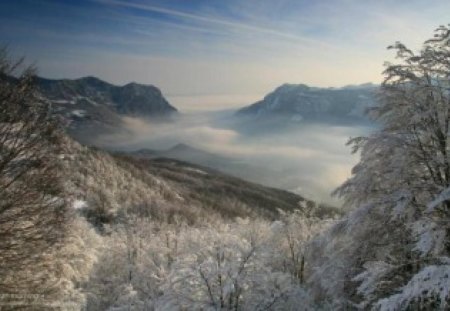 Winter - trees, photography, snow, forest, photo, Bulgaria, mountain, white, nature, cold