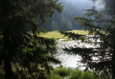 Nice View - nice, trees, photography, bulgaria, shine, nature, evergreen, river, photo