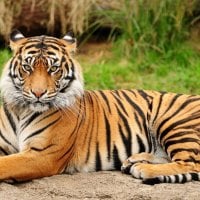 A lovely tiger