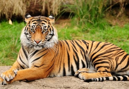 A lovely tiger - predator, tiger, africa, cat