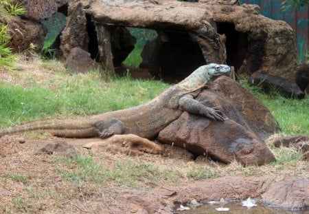 Comodo Dragon on a Rock - nature, entertainment, reptiles, other, animals