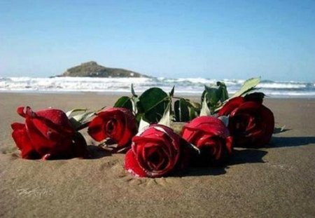 roses on the beach - nature, beach, flowers, roses