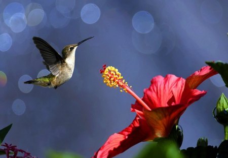 Precious jewel - bird, flight, nectar, humminbird, flower