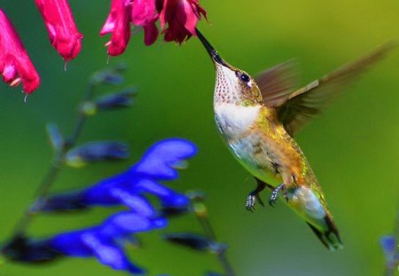 Spring morning visit - bird, flower, pink, hummingbird