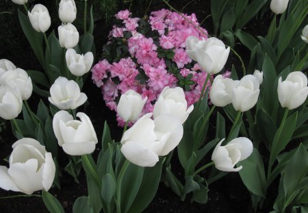 Tulips are spring-blooming 02 - white, pink, photography, tulips, green, flowers, garden