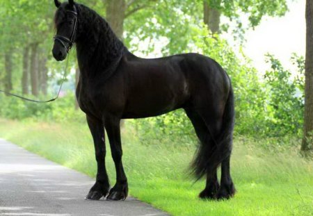 Handsome Friesan - path, black, trees, stallion, horse