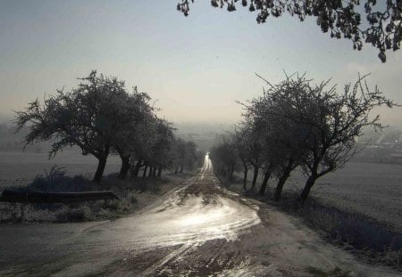 tree lined country road in winter - trees, winter, fog, fields, wet, toad