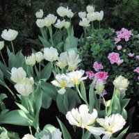 Tulips are spring-blooming 14