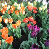 Tulips are spring-blooming 15