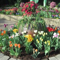 Tulips are spring-blooming 16