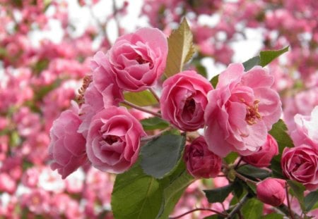 Crab apple beauty - blossoms, spring, crab apple, pink