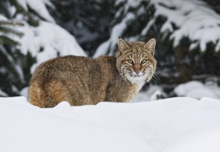 *** Lynx on the winter *** - animal, lynx, wild, cat, animals