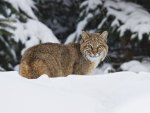 *** Lynx on the winter ***