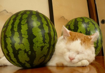 Sleeping cat - sleeping watermelon, cat, fruits, animals