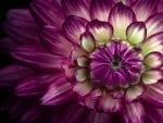 Large Purple Dahlia