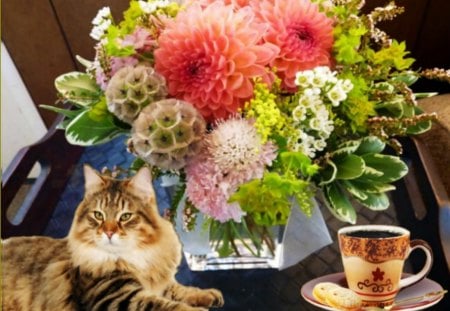 Good morning - flowers, morning, cat, coffee