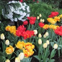 Tulips are spring-blooming 22