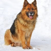 German shepherd