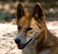 Dingo