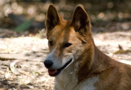 Dingo - pretty, pay, beautiful, dog face, puppies, lovely, playful dog, sweet, playful, dogs, bubbles, cute, face, puppy, animals