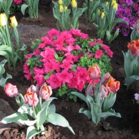 Tulips are spring-blooming 23