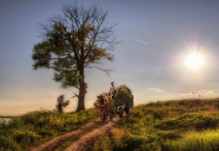 fantastic rural scene hdr - horse, road, carriage, tree, rural, man