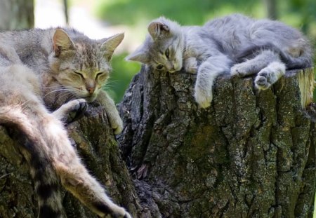 Two cats on a log - thump, feline, cats, log