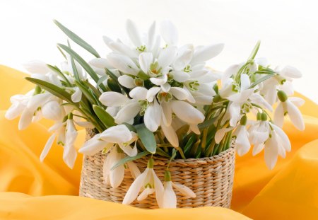 *** Amazing snowdrops *** - nature, snowdrops, flowers, spring