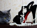 *** Cat and pearls ***