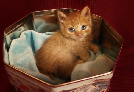 *** Kitten *** - a nimal, kitten, cats, cat, animals