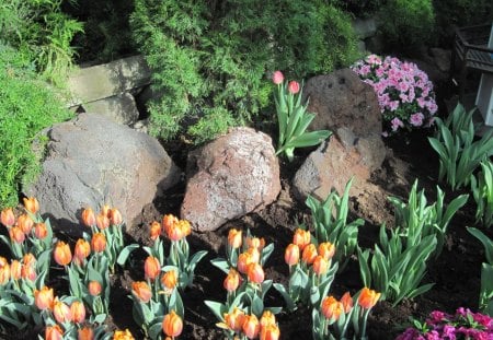 Tulips are spring-blooming 24 - photography, tulips, uellow, rocks, pink, red, green, flowers, garden