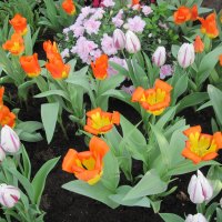 Tulips are spring-blooming 26