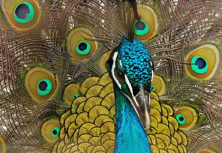 Peafowl - face, irradescent, peafowl, colors, bird