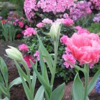 Tulips are spring-blooming 35