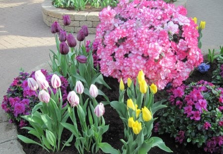 Tulips are spring-blooming 37 - purple, yellow, pink, photography, tulips, green, flowers, garden