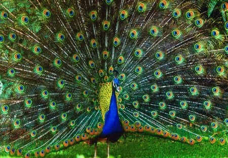 WildIndian peafowl - tail, beauty, peacock, feathers, colors