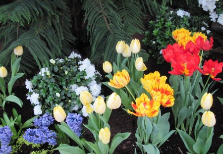 Tulips are spring-blooming 39 - hyacinths, Flowers, yellow, blue, photography, red, green, garden, Tulips