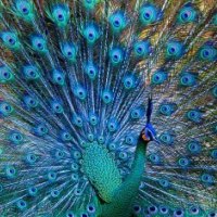 Green peafowl