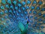 Green peafowl