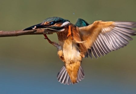 hummingbird - hummingbird, wild, bird, branch