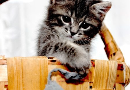 ADORABLE KITTY - wooden, pail, kitten, gray