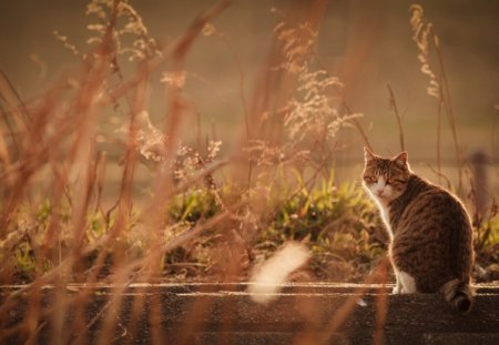 Cat - sleepy, cute, beautiful, cat, sleeping, kitty, cats, hat, cat face, paws, face, animals, pretty, beauty, sweet, kitten, lovely