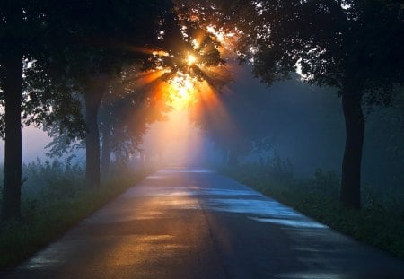 Sunshine - beauty, sunshine, sky, trees, peaceful, sun, road, foggy, mist, view, sunrays, rays, morning, sunlight, landscape, lovely, nature, beautiful, fog, splendor, sunrise, misty