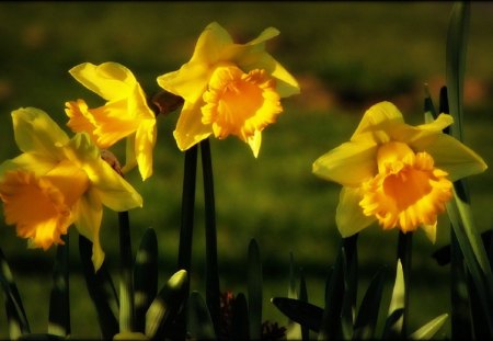 Daffodils - spring, daffodils, nature, daffodil