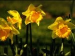 Daffodils