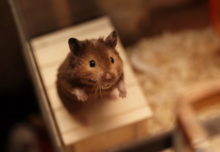 Hamster - animal, animals, hemster, nice