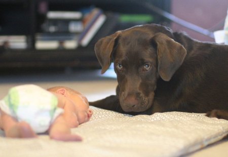 Guardian - pretty, pay, beautiful, dog face, puppies, lovely, playful dog, sweet, playful, dogs, bubbles, cute, face, puppy, animals