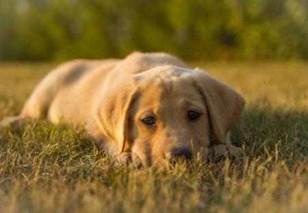 Dog - face, pretty, playful dog, cute, animals, beautiful, sweet, puppy, bubbles, playful, dogs, puppies, pay, lovely, dog face