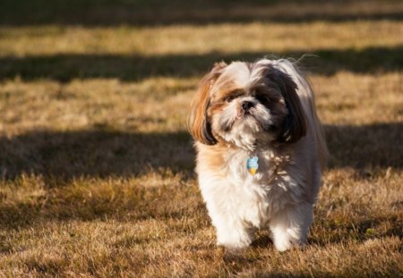 Dog - face, pretty, playful dog, cute, animals, beautiful, sweet, puppy, bubbles, playful, dogs, puppies, pay, lovely, dog face